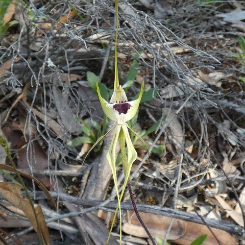 Caladenia villosissima 01.JPG