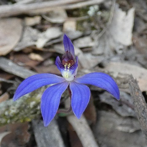 Cyanicula caerulea - Blue Fingers.JPG