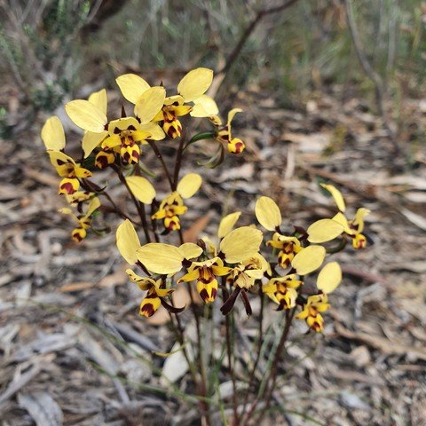 Diuris pardina (Leopard Orchid) 01.jpg