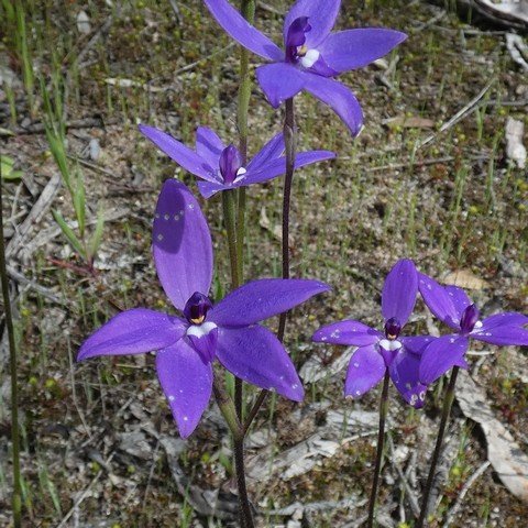 Glossodia major 01.JPG