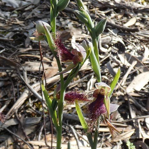 Purple Beard-orchid Calochilus robertsonii 22102401.JPG