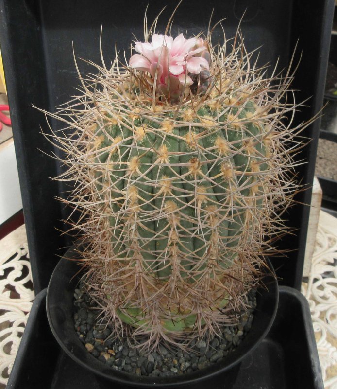 Gymnocalycium spegazzinii v armatum