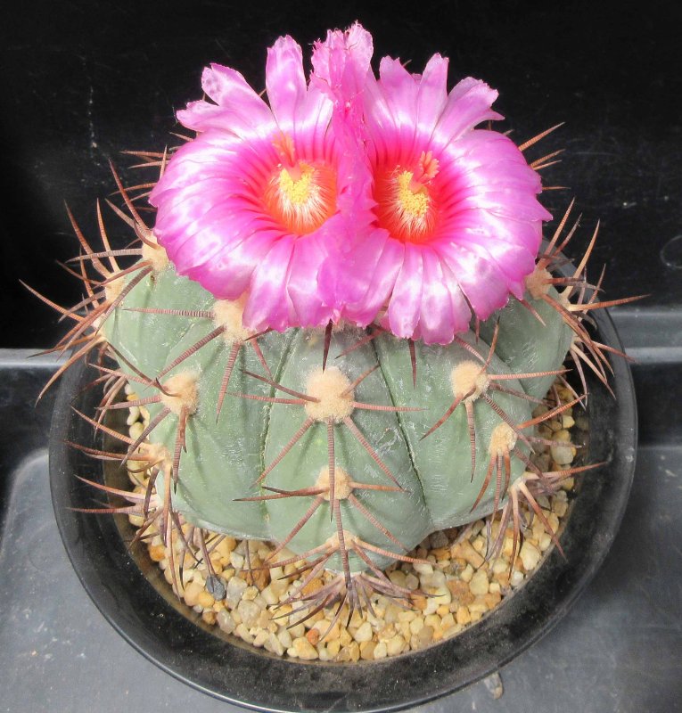 Echinocactus horizonthalonius