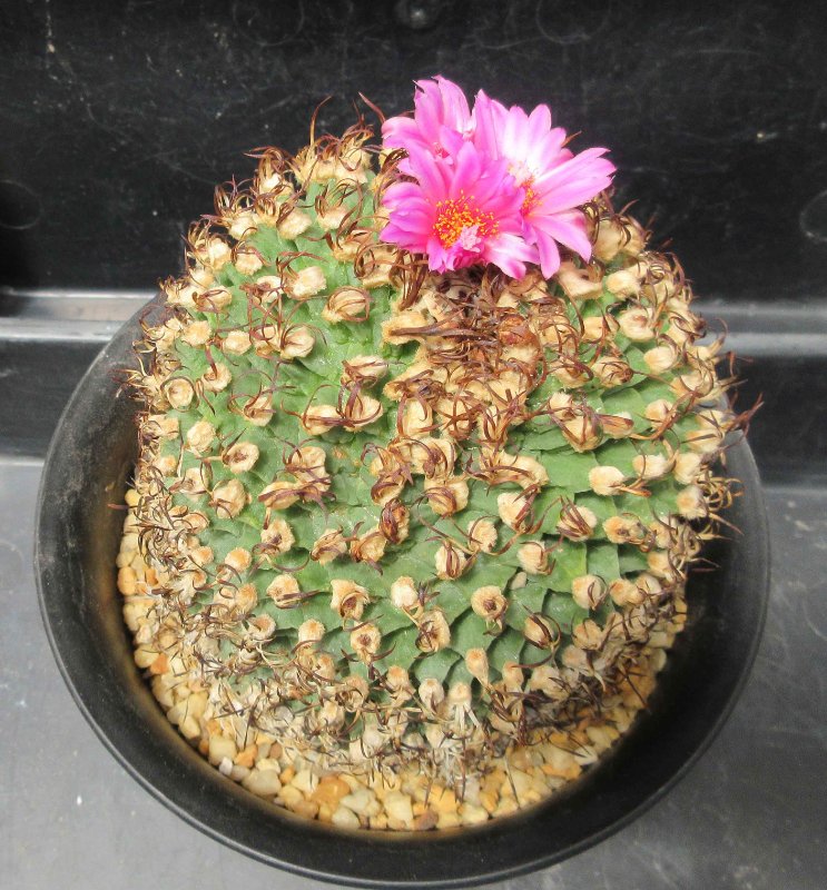 Turbinicarpus alonsoi