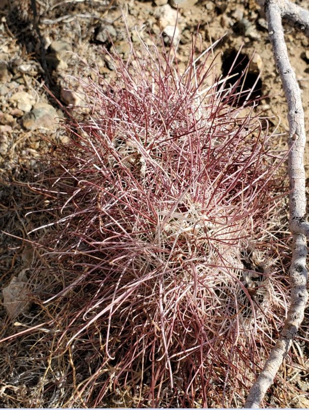 sclerocactus polyancistrus