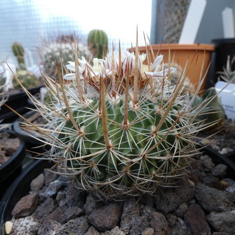 Stenocactus sulphureus 22110801.JPG