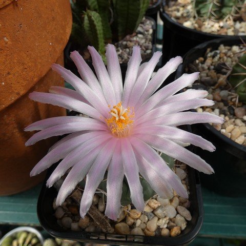 Thelocactus hexaedrophorus 22110902.JPG