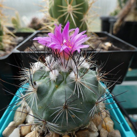 Turbinicarpus viereckii 22110101.JPG