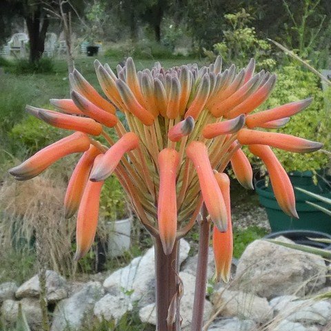 Aloe maculata 22110802.JPG