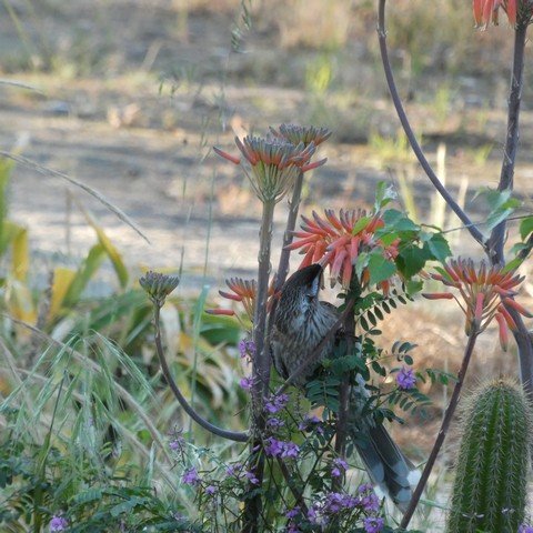 Red Wattlebird (Anthochaera carunculata) on Aloe maculata.JPG