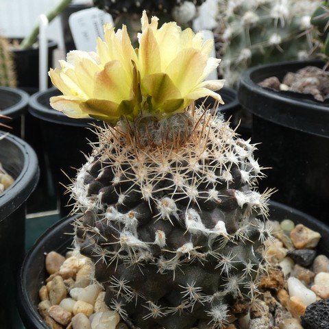 Copiapoa teniussima 22110101.JPG