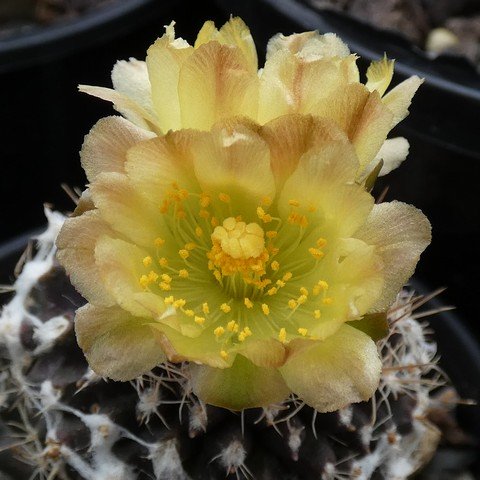 Copiapoa teniussima 22110102.JPG