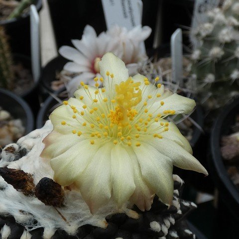 Copiapoa tenuissima f monstrose 22110102.JPG