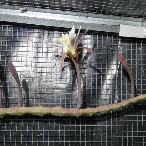 Cereus (Monvillea) spegazzinii 22111001.JPG