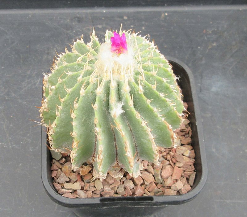 G. mexicana