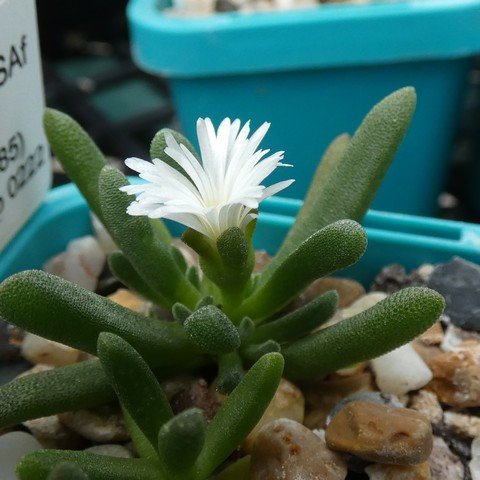 Delosperma esterhuyseniae 22110101.JPG