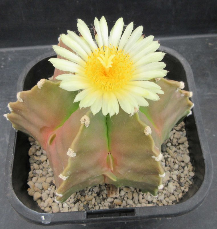 Astrophytum myriostigma v nudum