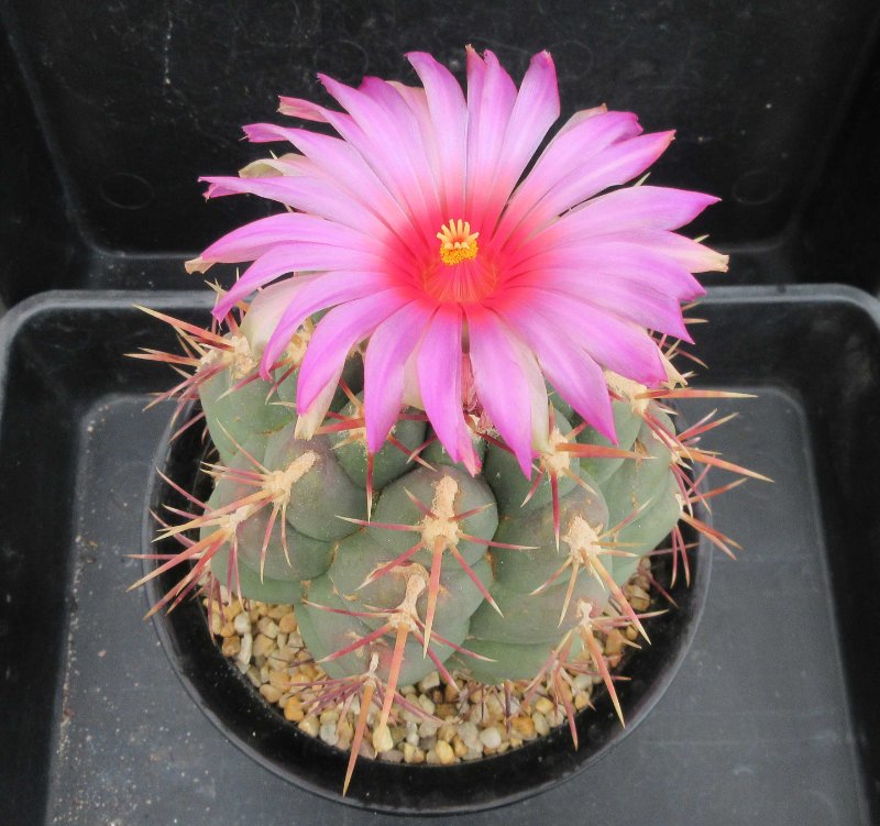 Thelocactus heterochromus