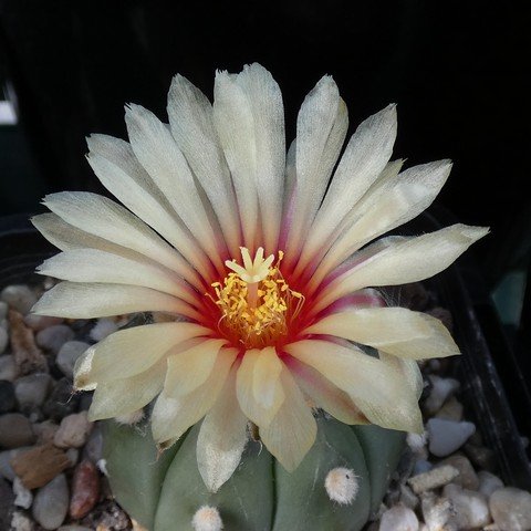 Astrophytum asterias var nudum 22110801.JPG