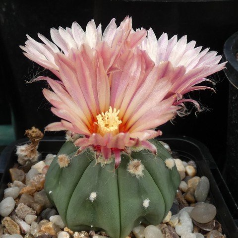 Astrophytum asterias var nudum 22110802.JPG