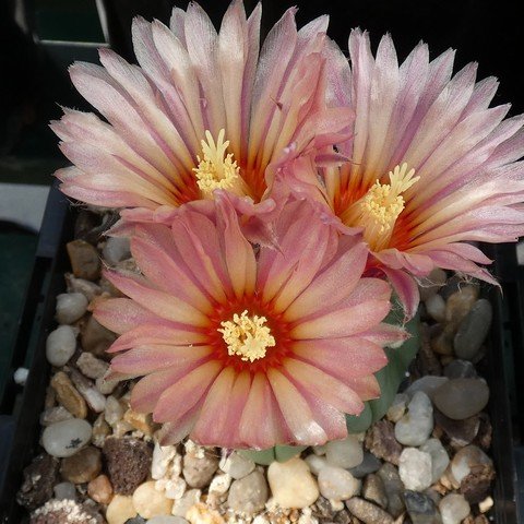 Astrophytum asterias var nudum 22110803.JPG