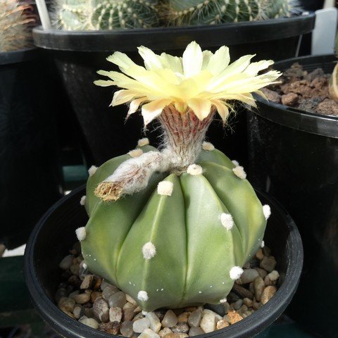 Astrophytum hybrid AS-CAP 22110801.JPG