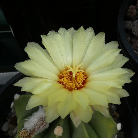 Astrophytum hybrid AS-CAP 22110802.JPG