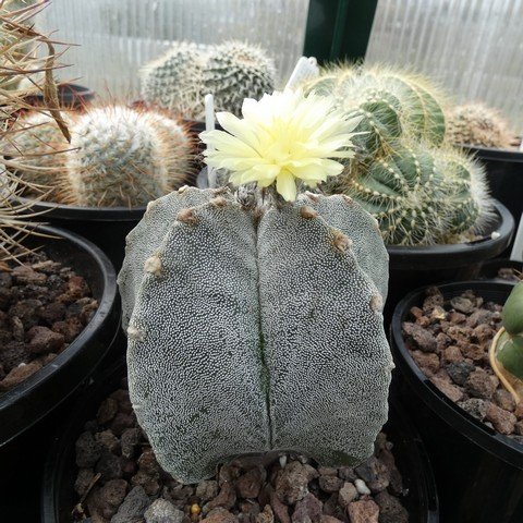 Astrophytum myriostigma 22110101.JPG