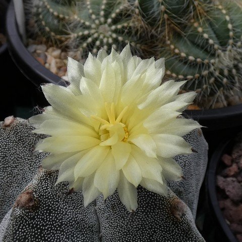 Astrophytum myriostigma 22110102.JPG