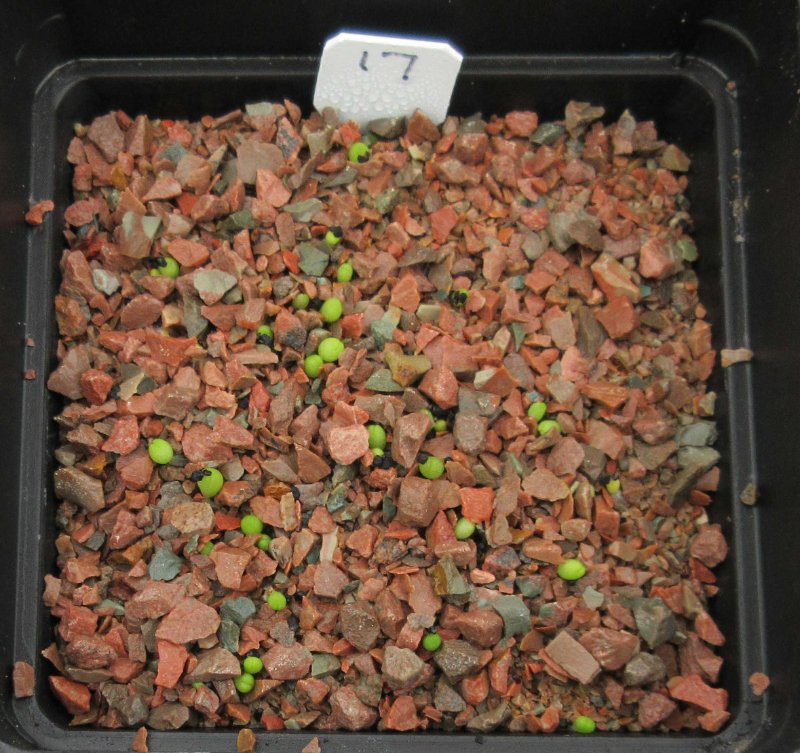 Seedlings of A. fissuratus cv godzilla