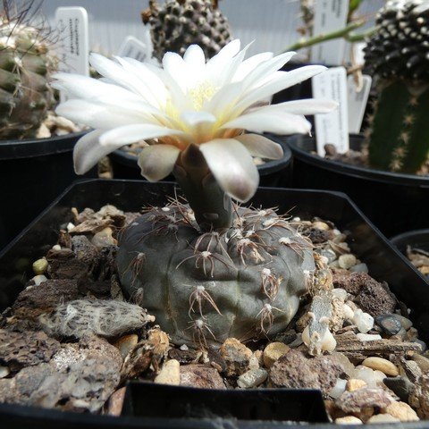 Gymnocalycium taningaense 22110101.JPG