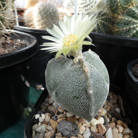 Astrophytum myriostigma var tricostatum 22110901.JPG