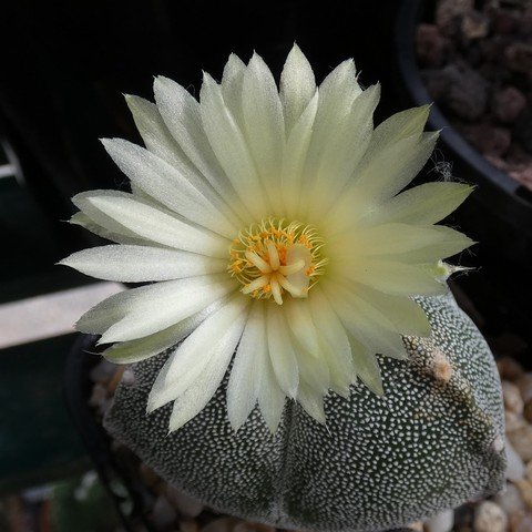 Astrophytum myriostigma var tricostatum 22110902.JPG