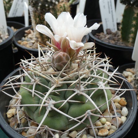 Gymnocalycium castellanosii 22110101.JPG