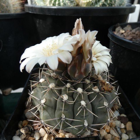 Gymnocalycium moserianum 22110801.JPG