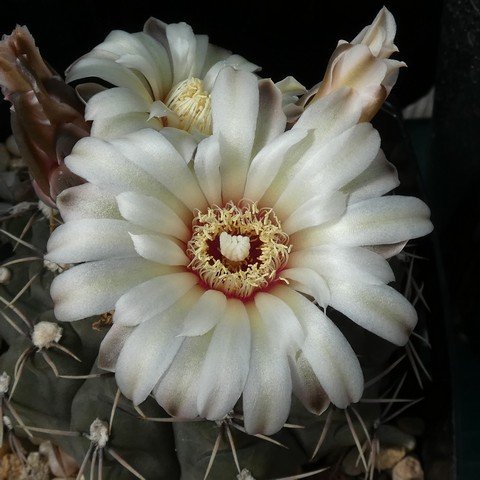 Gymnocalycium moserianum 22110802.JPG