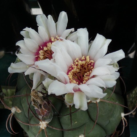 Gymnocalycium sp 22110902.JPG