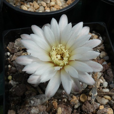 Gymnocalycium taningaense 22110102.JPG