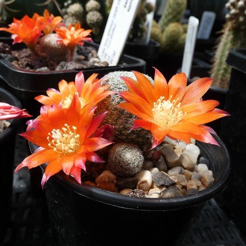 Rebutia heliosa 22110101.JPG