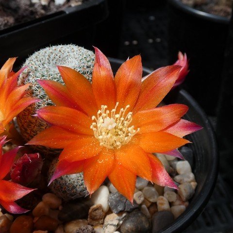 Rebutia heliosa 22110102.JPG