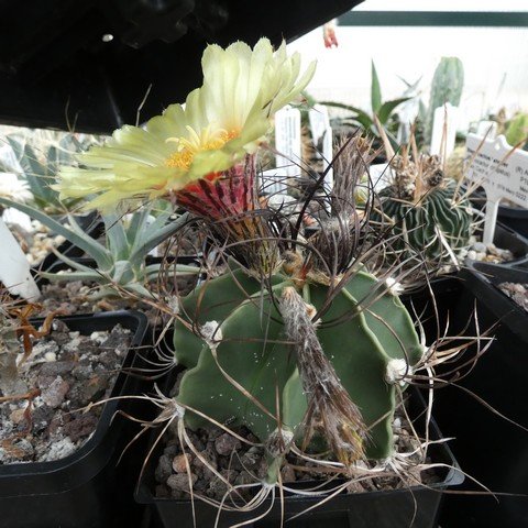 Astrophytum capricorne var minor 22111401.JPG