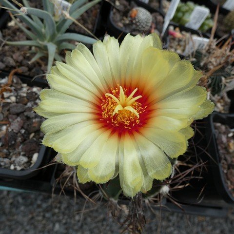 Astrophytum capricorne var minor 22111402.JPG