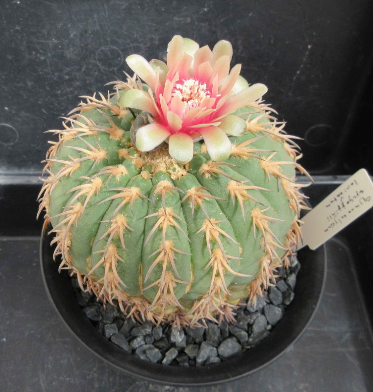 Gymocalycium spegazzinii v loricatum