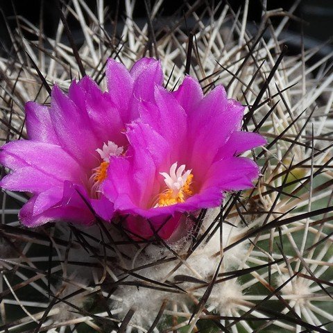 Turbinicarpus horripilus 22111302.JPG