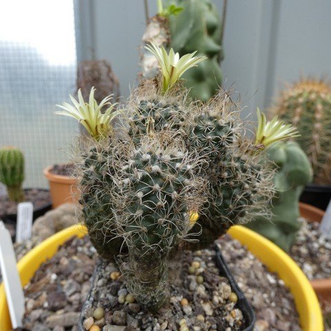 Turbinicarpus krainzianus var minimus 22111501.JPG