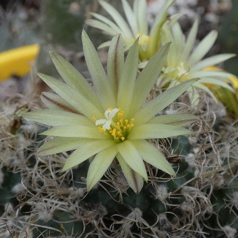 Turbinicarpus krainzianus var minimus 22111502.JPG