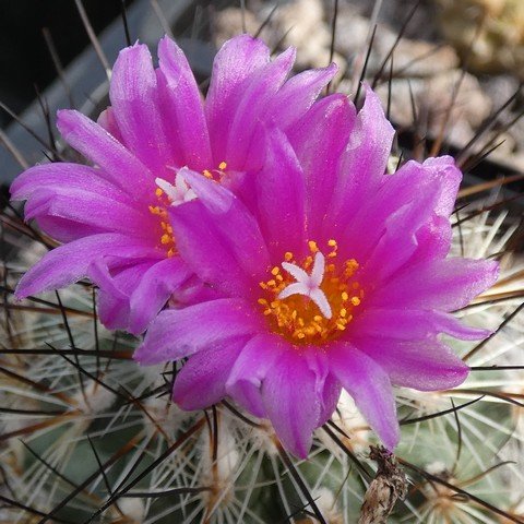 Turbinicarpus viereckii 22111302.JPG