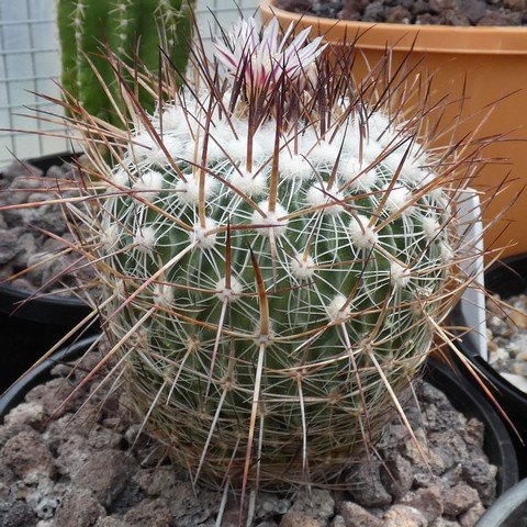 Stenocactus robustus 22111301.JPG