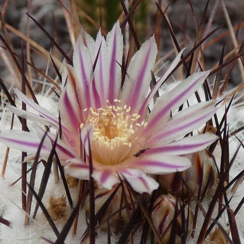 Stenocactus robustus 22111302.JPG