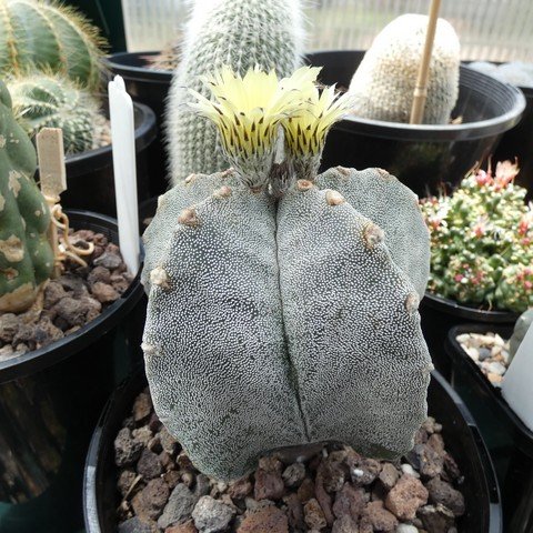 Astrophytum myriostigma 22111901.JPG